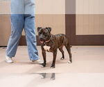 Small #14 American Staffordshire Terrier Mix