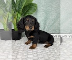 Image preview for Ad Listing. Nickname: Dakota