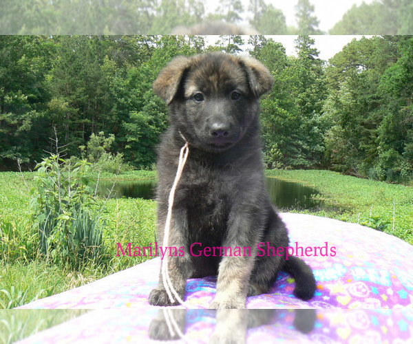 Medium Photo #1 German Shepherd Dog Puppy For Sale in PIEDMONT, MO, USA