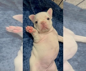 Medium French Bulldog