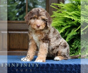 Bernedoodle (Miniature) Puppy for Sale in NARVON, Pennsylvania USA