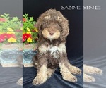 Puppy Sabine Wrenn Australian Labradoodle