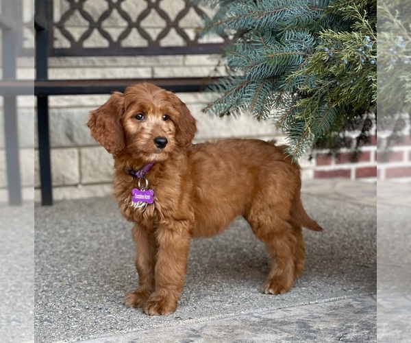 Medium Photo #2 Goldendoodle Puppy For Sale in WOLCOTT, IN, USA