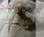 Small Photo #3 Poodle (Miniature) Puppy For Sale in AKELEY, MN, USA
