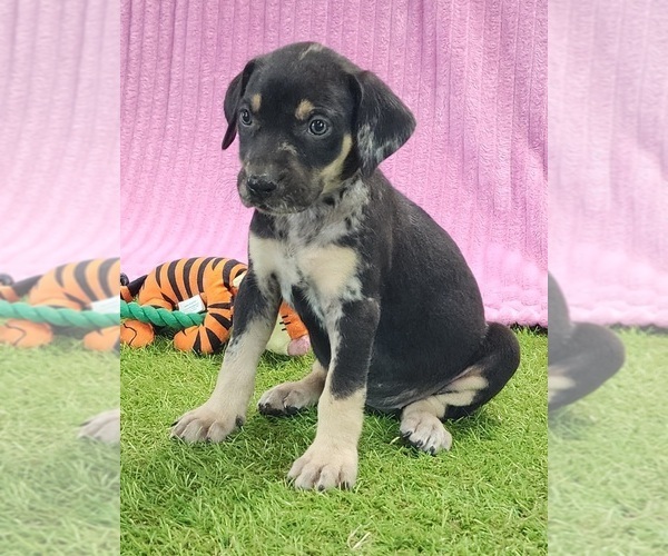 Medium Photo #1 Catahoula Leopard Dog Puppy For Sale in CUMBY, TX, USA