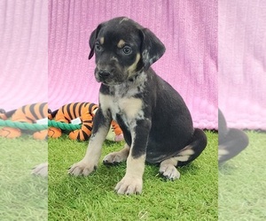 Catahoula Leopard Dog Puppy for sale in CUMBY, TX, USA