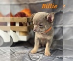 Small #5 Chihuahua