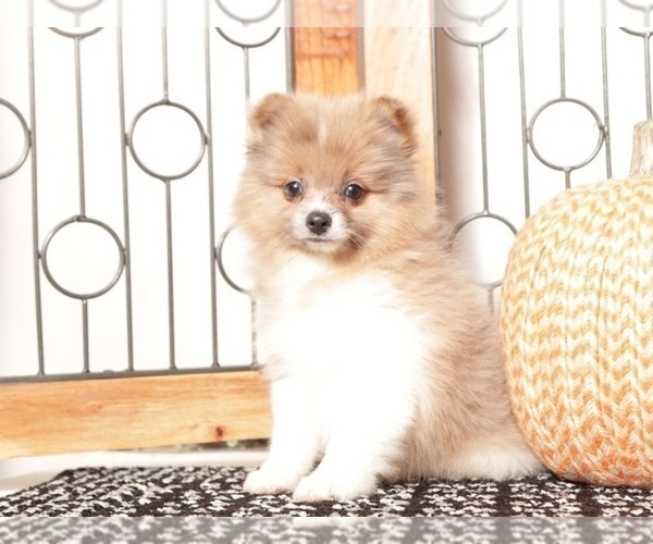 Medium Photo #3 Pomeranian Puppy For Sale in NAPLES, FL, USA