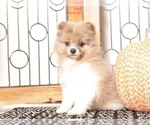 Small #2 Pomeranian