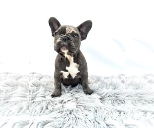 French Bulldog Puppy for sale in NEW ORLEANS, LA, USA