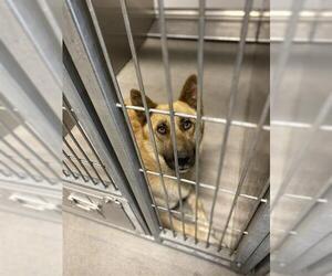 German Shepherd Dog-Unknown Mix Dogs for adoption in Modesto, CA, USA