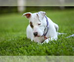 Small #3 Mutt