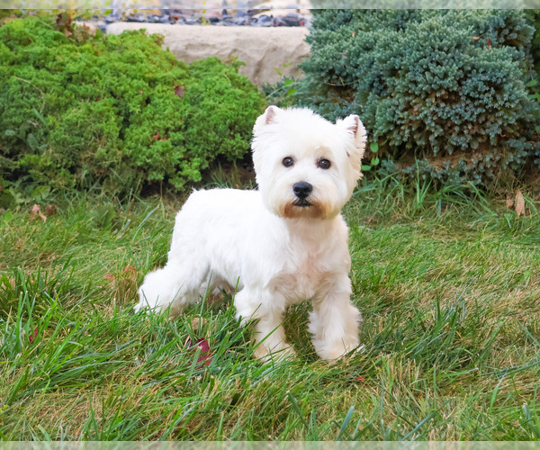 Medium Photo #2 West Highland White Terrier Puppy For Sale in SYRACUSE, IN, USA