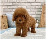 Small Photo #1 Poodle (Toy) Puppy For Sale in LOS ANGELES, CA, USA