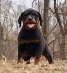 Puppy 1 Rottweiler