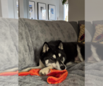 Small #2 Huskies  Mix