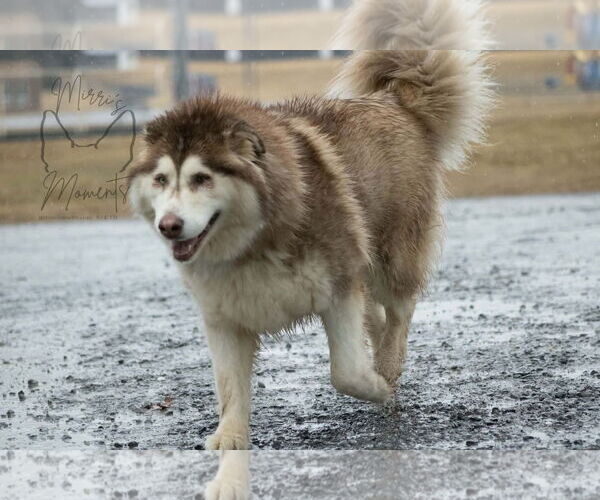 Medium Photo #10 Alaskan Malamute Puppy For Sale in Rustburg, VA, USA