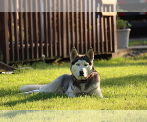 Father of the Gerberian Shepsky puppies born on 05/01/2026