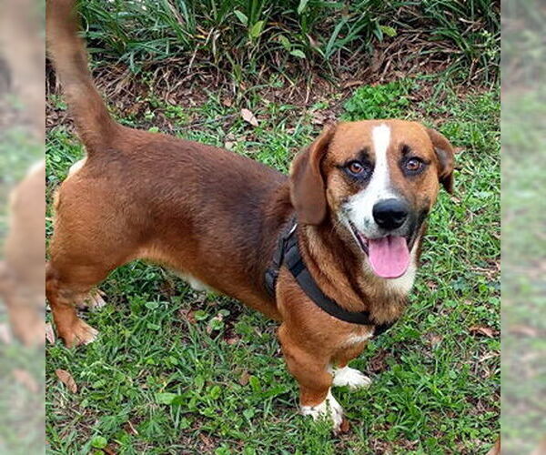Medium Photo #1 Basset Hound-German Shepherd Dog Mix Puppy For Sale in Deepwater, NJ, USA