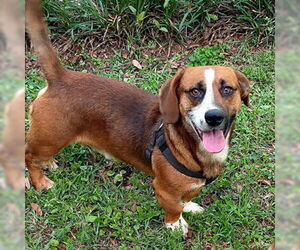 Basset Hound-German Shepherd Dog Mix Dogs for adoption in Deepwater, NJ, USA