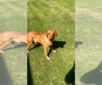 Small #20 Labrador Retriever