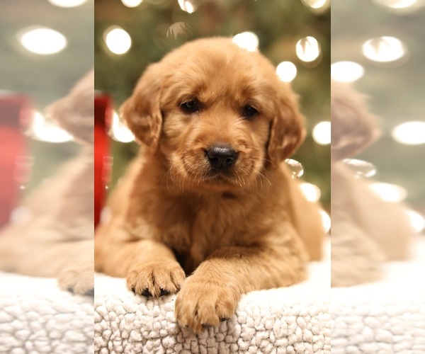 Medium Photo #1 Golden Retriever Puppy For Sale in FREDONIA, KY, USA
