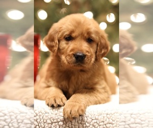 Golden Retriever Puppy for Sale in FREDONIA, Kentucky USA