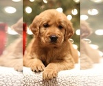 Small Golden Retriever