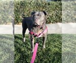Small Photo #2 American Pit Bull Terrier Puppy For Sale in Mission Viejo, CA, USA
