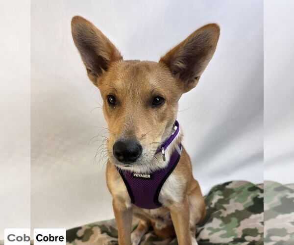 Medium Photo #2 Pembroke Welsh Corgi-Unknown Mix Puppy For Sale in Princeton, MN, USA