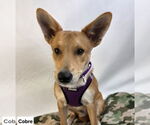 Small #1 Pembroke Welsh Corgi Mix