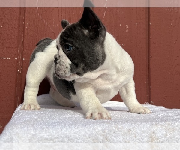 Medium Photo #13 French Bulldog Puppy For Sale in SAINT CLAIR, MI, USA