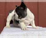 Small Photo #13 French Bulldog Puppy For Sale in SAINT CLAIR, MI, USA