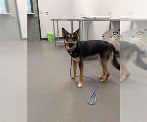Shollie Dogs for adoption in Corpus Christi, TX, USA