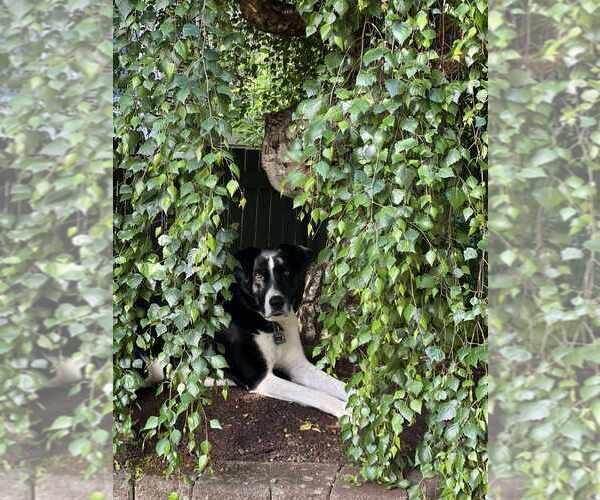 Medium Photo #11 Border Collie-Great Pyrenees Mix Puppy For Sale in Bellingham, WA, USA