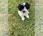 Puppy Bow Schnoodle (Miniature)
