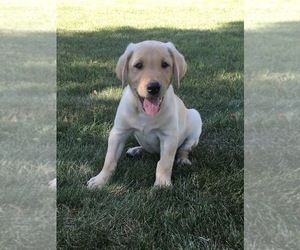 Labrador Retriever Puppy for sale in SACRED HEART, MN, USA