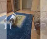 Small #4 Bulldog Mix