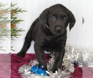 Golden Labrador Puppy for sale in FREDERICKSBURG, OH, USA