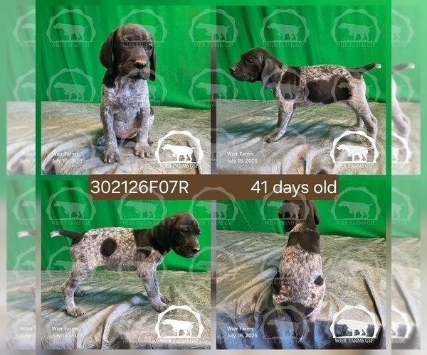 Medium Photo #3 German Shorthaired Pointer Puppy For Sale in MOYIE SPRINGS, ID, USA