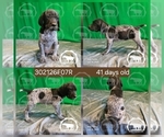 Small #2 German Shorthaired Pointer