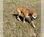Small Photo #14 Boxer Puppy For Sale in Spring, TX, USA