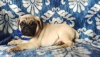 Small Photo #2 Pug Puppy For Sale in EDEN, PA, USA