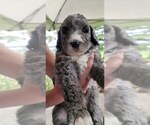 Small Photo #8 Bernedoodle Puppy For Sale in BATTLE GROUND, WA, USA