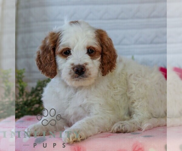 Medium Photo #4 Goldendoodle (Miniature) Puppy For Sale in LITITZ, PA, USA