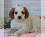 Small #3 Goldendoodle (Miniature)