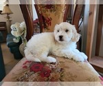 Small #3 Lhasa Apso