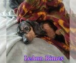 Small #11 Dachshund