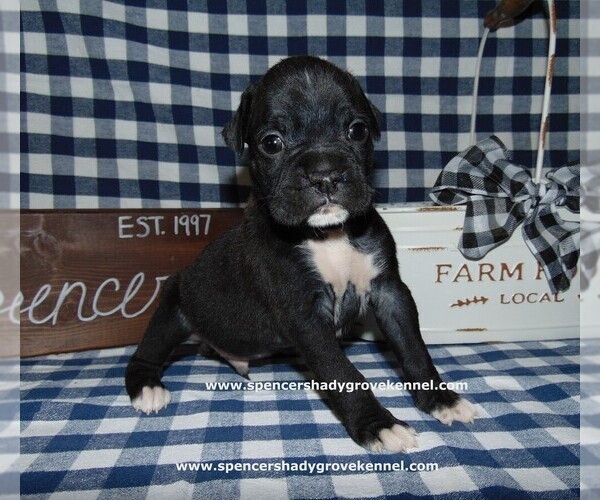 Medium Photo #7 Boxer Puppy For Sale in CABOOL, MO, USA