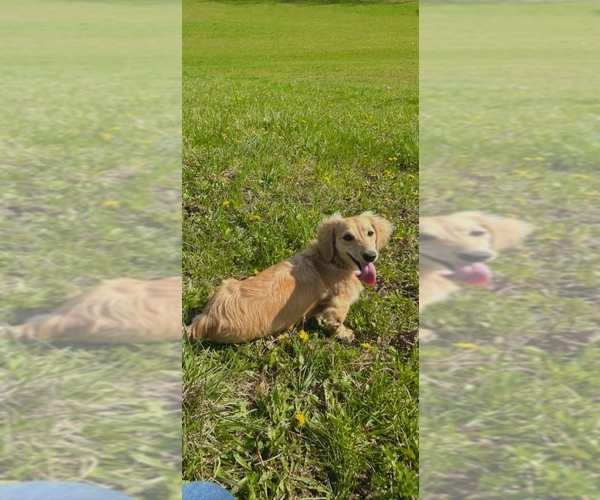 Medium Photo #1 Dachshund Puppy For Sale in CAMDEN, OH, USA